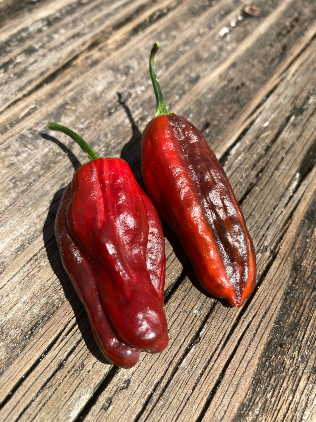 Bryan’s Blood (Burgundy) (Pepper Seeds)