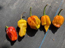 Load image into Gallery viewer, Dueling Horizon (Compass Mix)(Pepper Seeds)