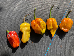 Dueling Horizon (Compass Mix)(Pepper Seeds)