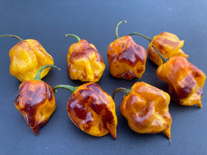 Dueling Horizon (Compass Mix)(Pepper Seeds)