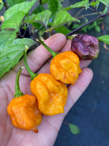 Dueling Horizon (Compass Mix)(Pepper Seeds)