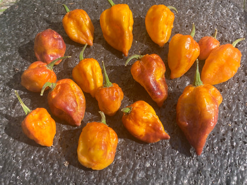 Dueling Horizon (East)(Pepper Seeds)