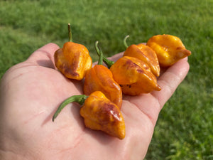 Dueling Horizon (Compass Mix)(Pepper Seeds)