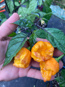 Dueling Horizon (Compass Mix)(Pepper Seeds)