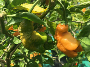 “Repossession” (BOC Reaper OG1)(Pepper Seeds)
