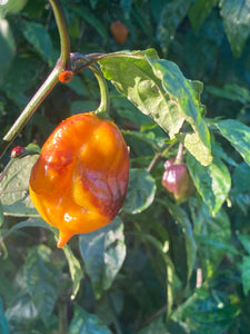 Dueling Horizon (South)(Pepper Seeds)
