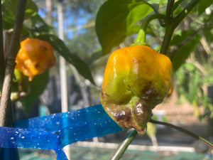 Dueling Horizon (Compass Mix)(Pepper Seeds)