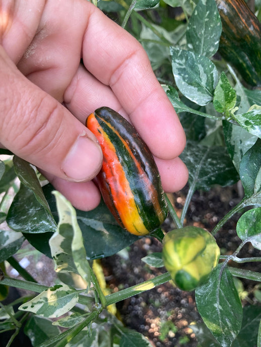 Bryan’s Blood (Rainbow)(Pepper Seeds)