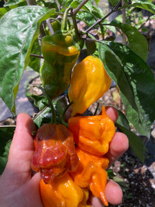 Dueling Horizon (Compass Mix)(Pepper Seeds)