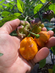 Dueling Horizon (Compass Mix)(Pepper Seeds)