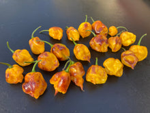 Load image into Gallery viewer, Dueling Horizon (South)(Pepper Seeds)