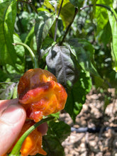Load image into Gallery viewer, Dueling Horizon (South)(Pepper Seeds)