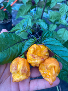 Dueling Horizon (Compass Mix)(Pepper Seeds)