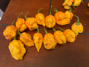 Dueling Horizon (Compass Mix)(Pepper Seeds)