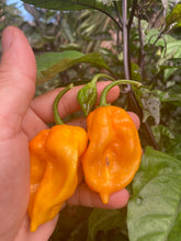 Load image into Gallery viewer, Dueling Horizon (Compass Mix)(Pepper Seeds)