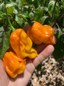 Dueling Horizon (Compass Mix)(Pepper Seeds)