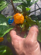 Load image into Gallery viewer, Dueling Horizon (Compass Mix)(Pepper Seeds)