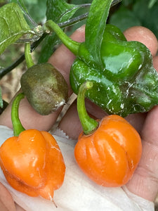 Purple Uprising Orange (Pepper Seeds)