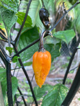 Load image into Gallery viewer, Sherbet Horizon (Pepper Seeds)