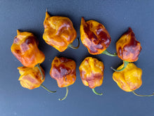 Load image into Gallery viewer, Dueling Horizon (South)(Pepper Seeds)