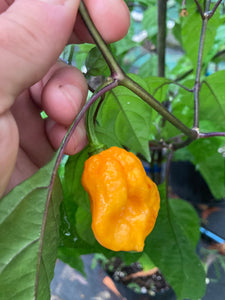 Dueling Horizon (Compass Mix)(Pepper Seeds)