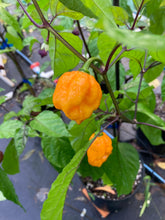 Load image into Gallery viewer, Dueling Horizon (East)(Pepper Seeds)