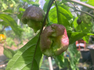 Dueling Horizon (Compass Mix)(Pepper Seeds)