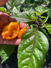 Load image into Gallery viewer, Dueling Horizon (East)(Pepper Seeds)
