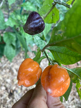 Load image into Gallery viewer, Purple Uprising Orange (Pepper Seeds)