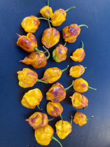 Dueling Horizon (South)(Pepper Seeds)