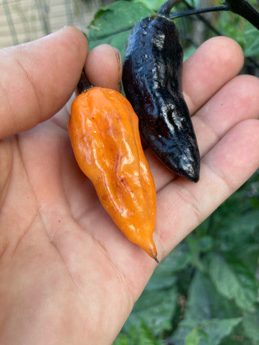 Sherbet Horizon (Pepper Seeds)