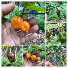 Load image into Gallery viewer, Purple Uprising Orange (Pepper Seeds)