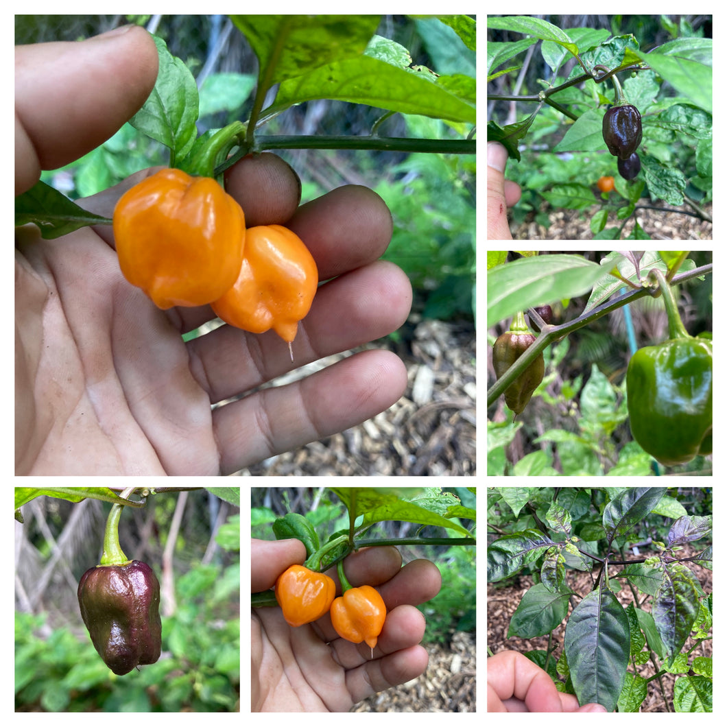 Purple Uprising Orange V2 gPepper Seeds)