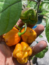 Load image into Gallery viewer, Dueling Horizon (Compass Mix)(Pepper Seeds)