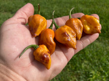 Load image into Gallery viewer, Dueling Horizon (Compass Mix)(Pepper Seeds)