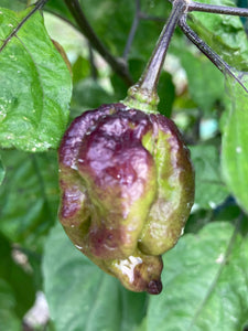 Dueling Horizon (Compass Mix)(Pepper Seeds)