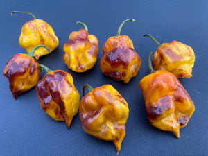 Dueling Horizon (Compass Mix)(Pepper Seeds)