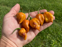 Load image into Gallery viewer, Dueling Horizon (Compass Mix)(Pepper Seeds)