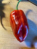 Bryan’s Blood (Anah) (Pepper Seeds)