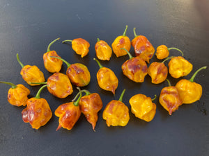 Dueling Horizon (Compass Mix)(Pepper Seeds)