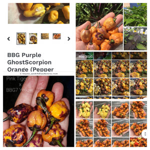BBG Purple GhostScorpion Orange (Pepper Seeds)