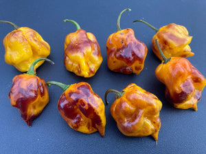 Dueling Horizon (Compass Mix)(Pepper Seeds)