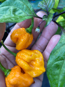 Dueling Horizon (Compass Mix)(Pepper Seeds)