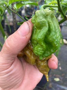 ButterScotch GhostScorpion T-E (Pepper Seeds)