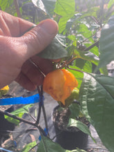 Load image into Gallery viewer, Dueling Horizon (Compass Mix)(Pepper Seeds)