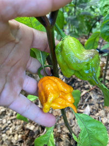 Dueling Horizon (Compass Mix)(Pepper Seeds)