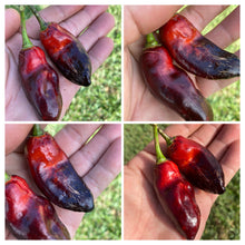 Load image into Gallery viewer, Red Horizon XD (Pepper Seeds) (Limited)