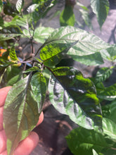 Load image into Gallery viewer, Dueling Horizon (South)(Pepper Seeds)