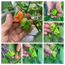 Load image into Gallery viewer, Douglah Inception V2 (Pepper Seeds)(Limited)