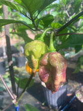 Load image into Gallery viewer, Dueling Horizon (East)(Pepper Seeds)